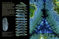 Tourmaline - etch figure page