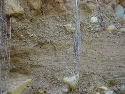 Glacial sediments, Caledonia